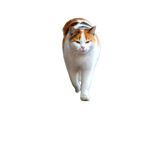 A Calico Cat Gracefully Walks On A Patterned Brick Pathway Outdoors. 12648 - Cat PNG image with transparent background